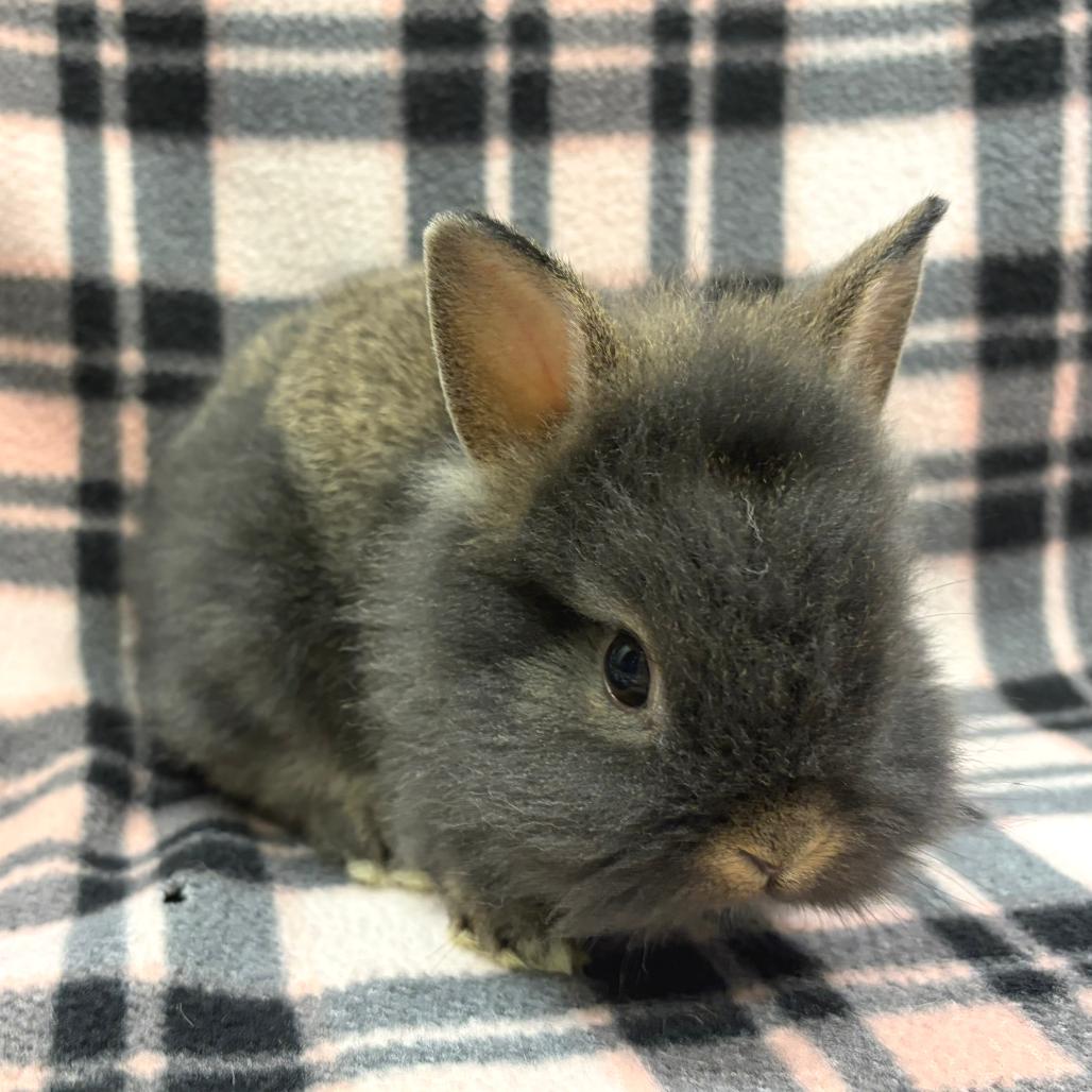 Enlarge Starla, a Adopted Lionhead in Oshkosh, WI image 1/3