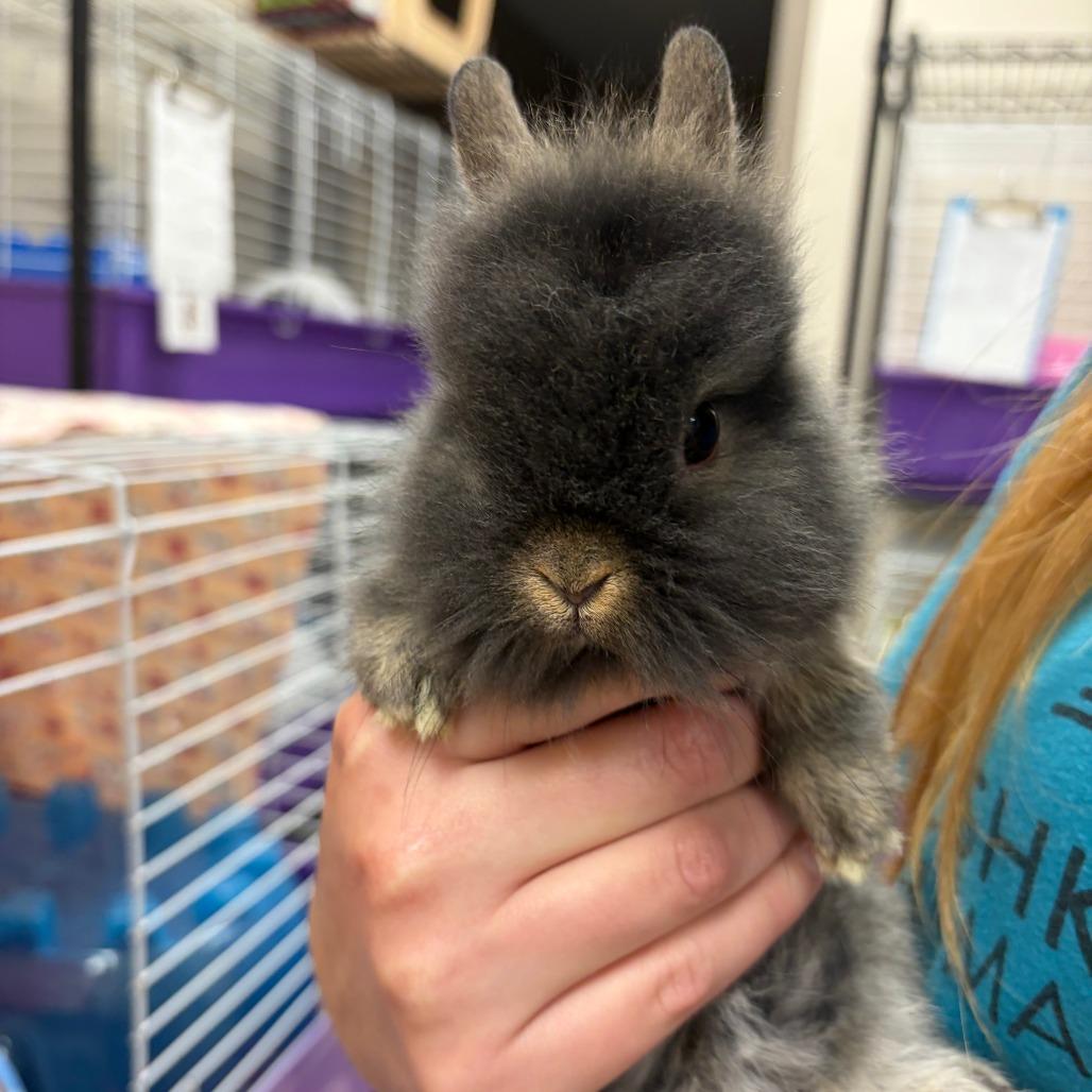 Enlarge Starla, a Adopted Lionhead in Oshkosh, WI image 2/3