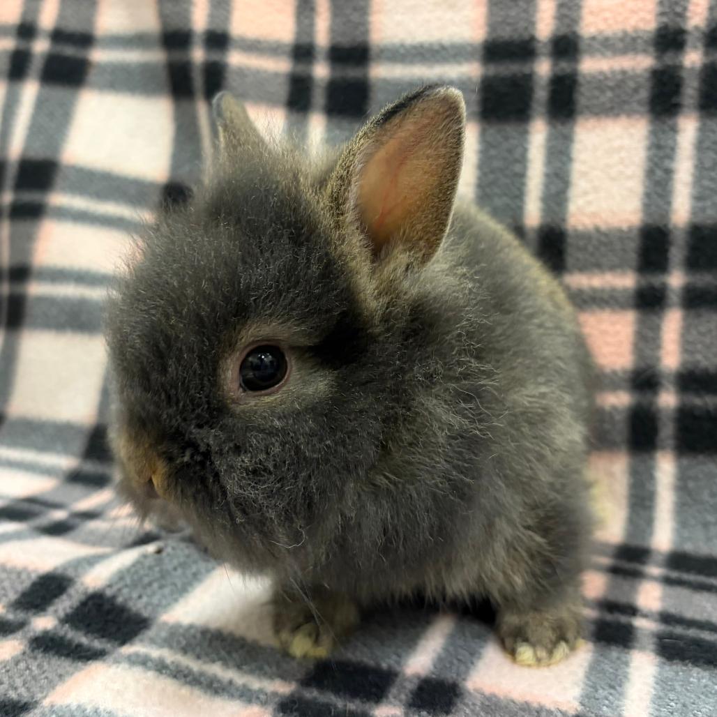 Enlarge Starla, a Adopted Lionhead in Oshkosh, WI image 3/3