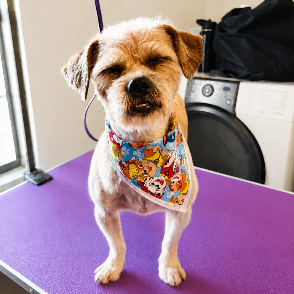 Max, Adoptable, Senior Male Chihuahua.
