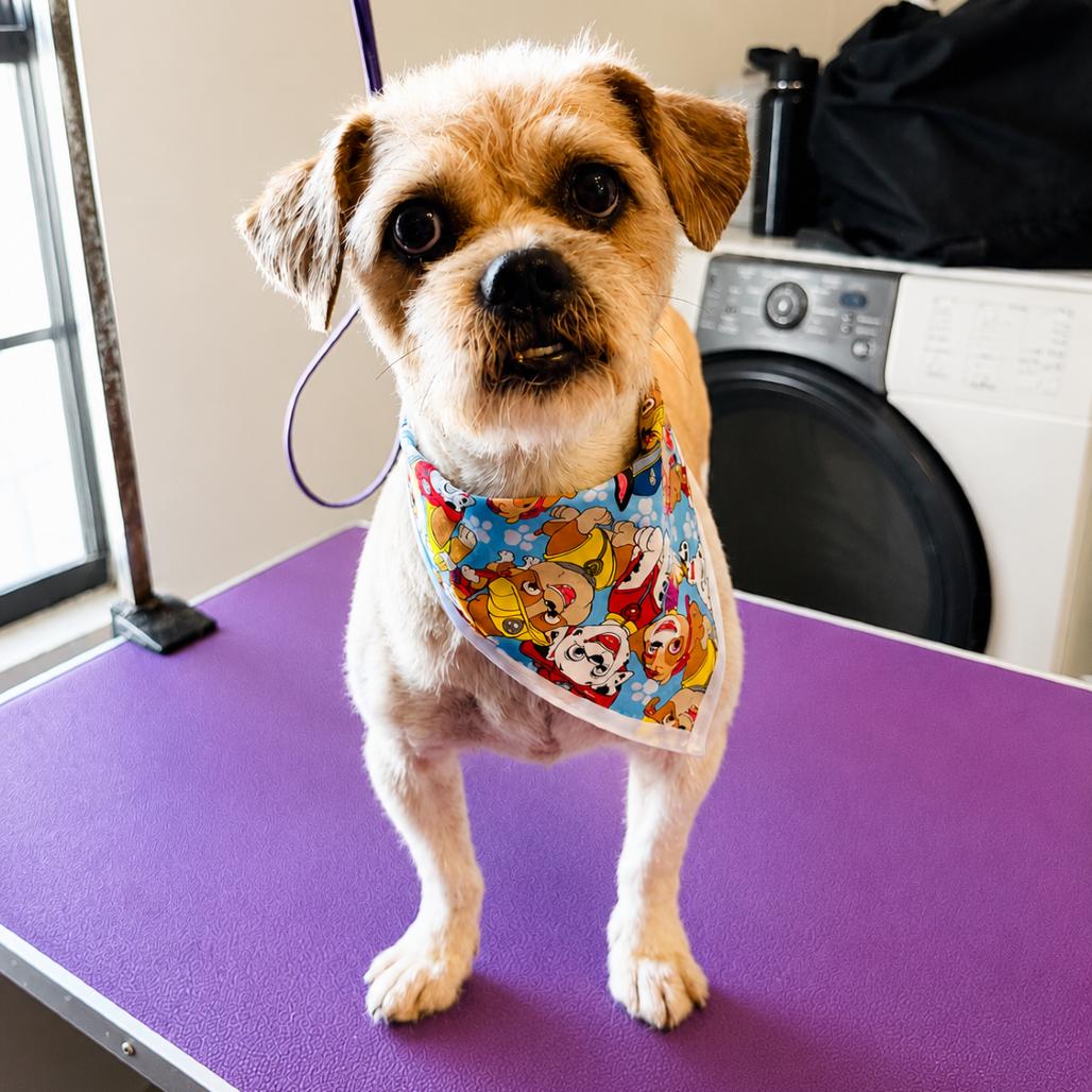 Enlarge Max, a Adoptable Chihuahua in Laredo, TX image 2/4