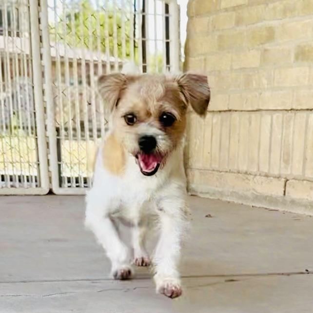 Enlarge Max, a Adoptable Chihuahua in Laredo, TX image 3/4