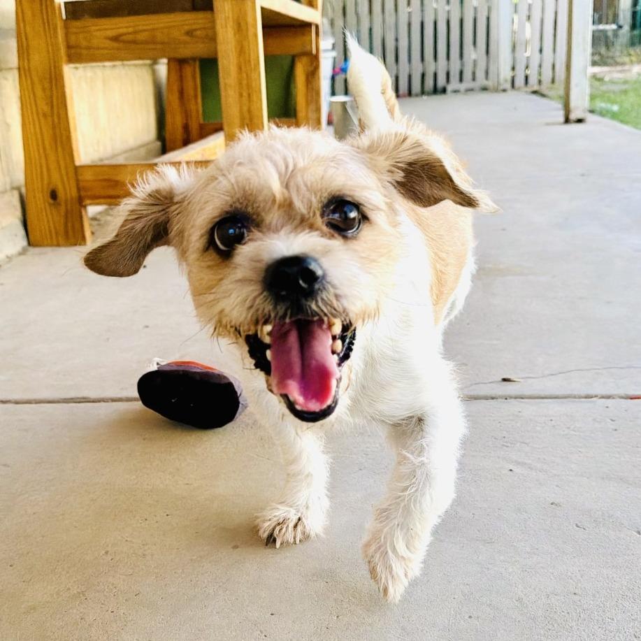 Enlarge Max, a Adoptable Chihuahua in Laredo, TX image 4/4