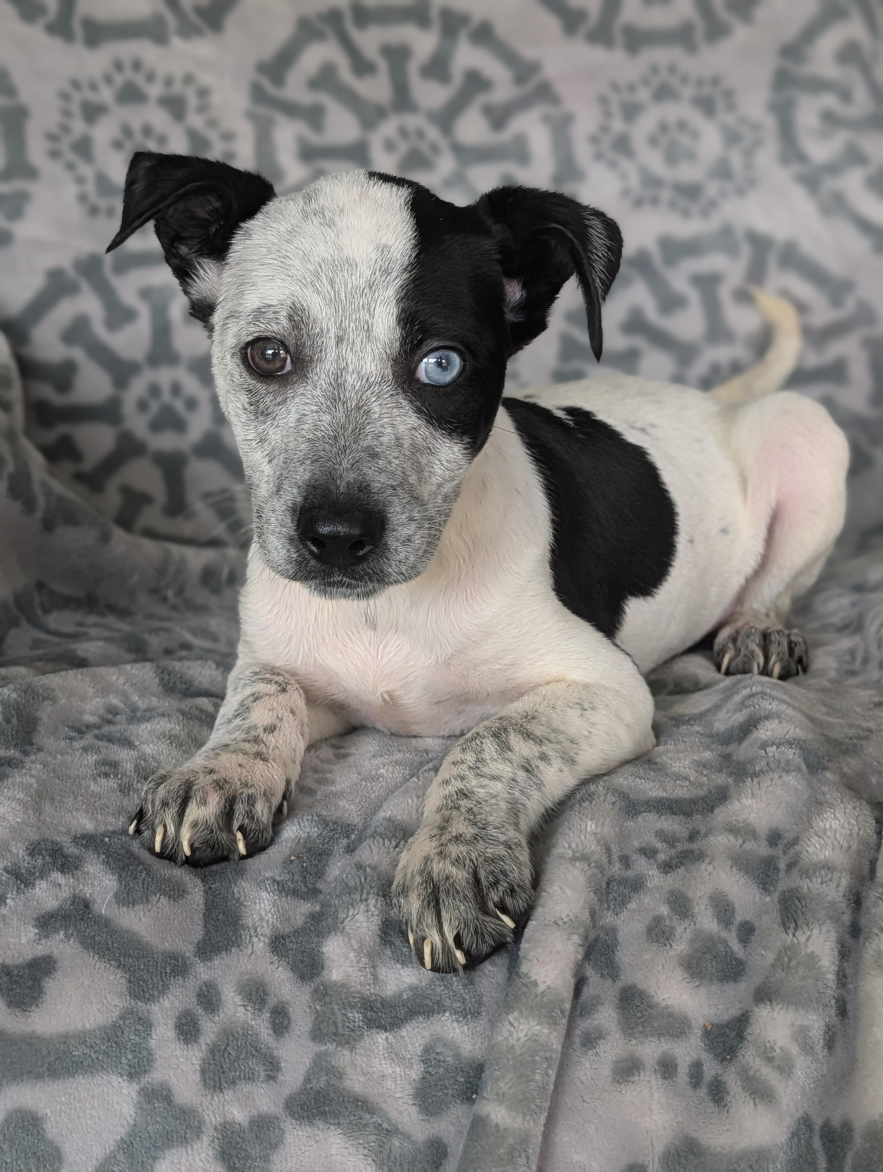 Tamera, Adoptable, Puppy Female Cattle Dog & Terrier.