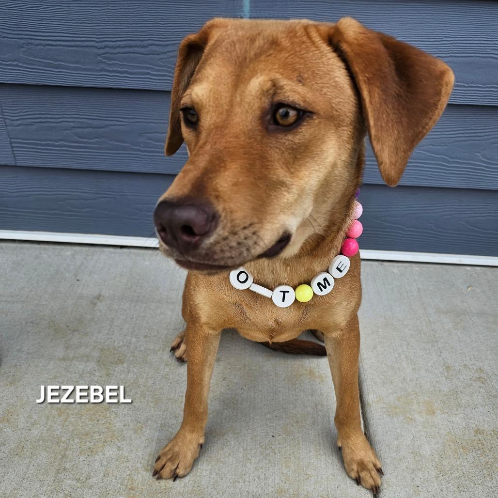 Jezebel, Adoptable, Young Female Mixed Breed & Mixed Breed.