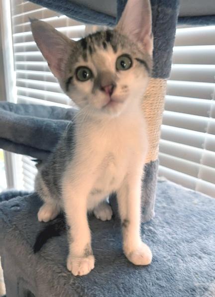 Cane, an adopted Domestic Short Hair in Smithfield, NC image 1/3