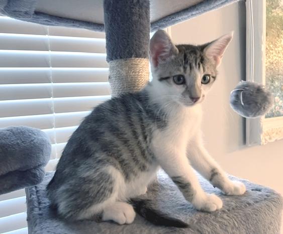 Cane, an adopted Domestic Short Hair in Smithfield, NC image 3/3