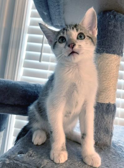 Cane, an adopted Domestic Short Hair in Smithfield, NC image 2/3