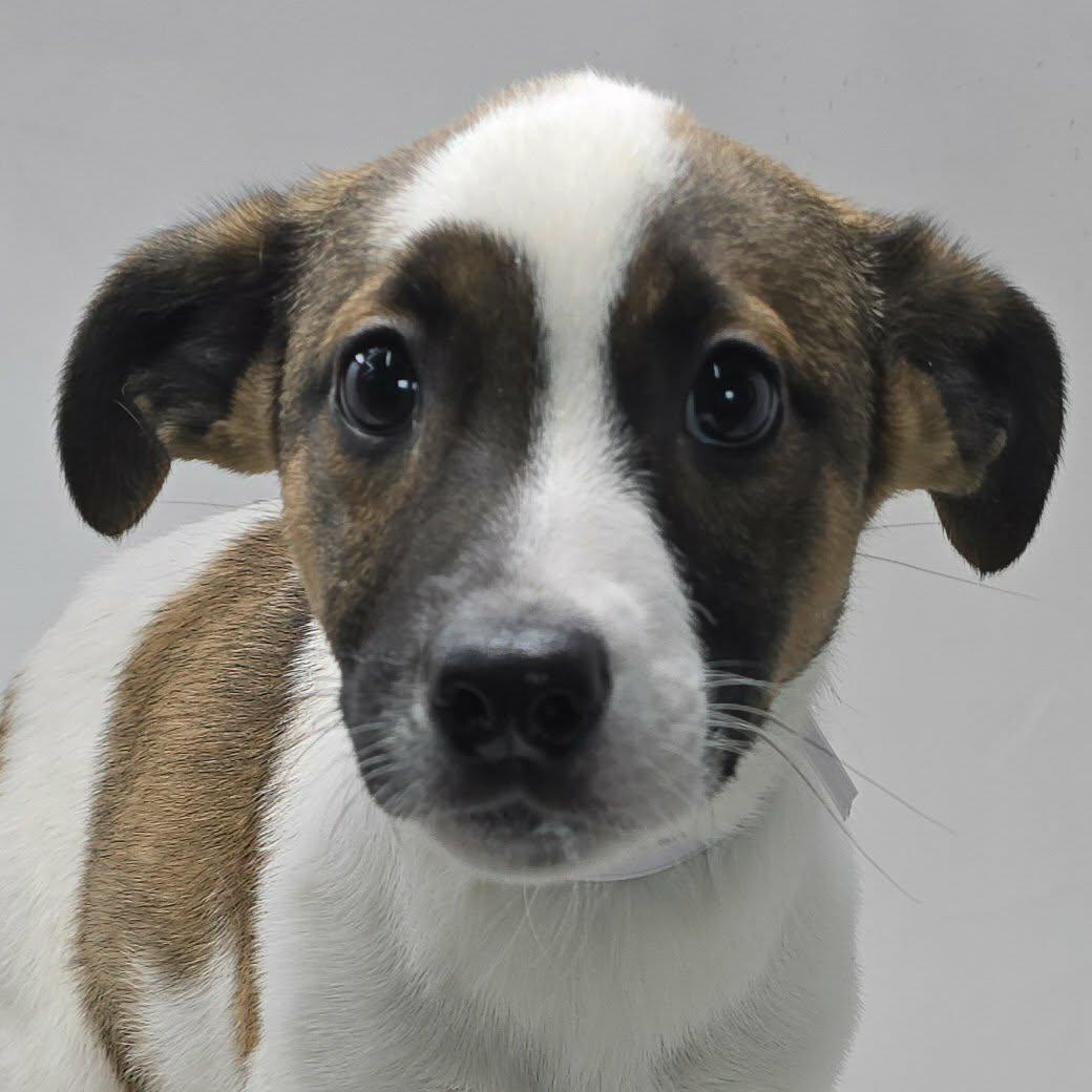 Alexas, Adoptable, Puppy Female Border Collie & Hound.
