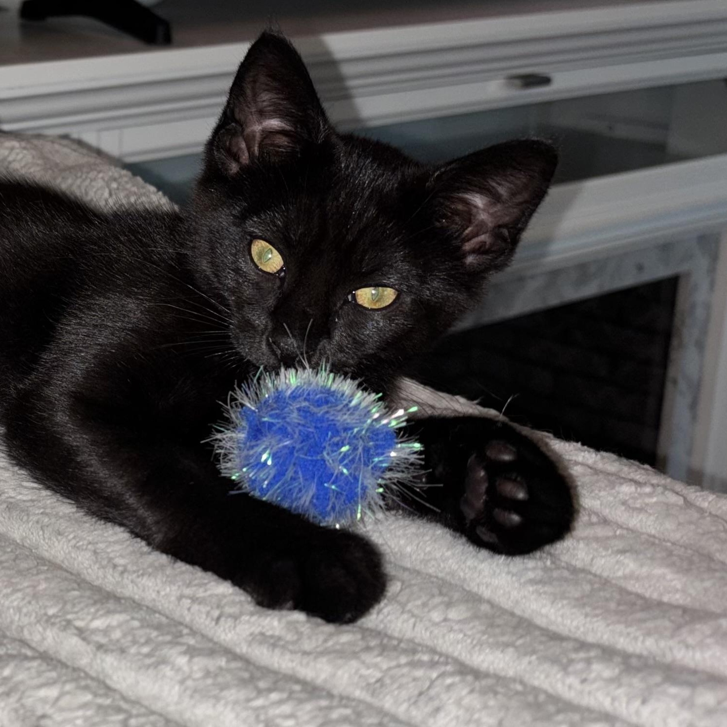 Josie, Adoptable, Kitten Female Domestic Short Hair.