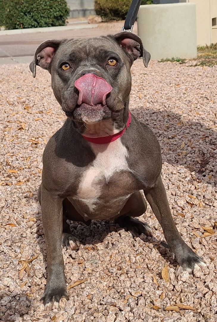 Enlarge Truffles, a Adoptable mixed breed in Payson, AZ image 1/6