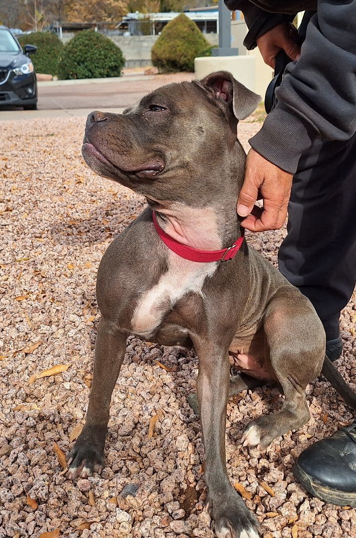 Truffles, Adoptable, Adult Female American Bully.