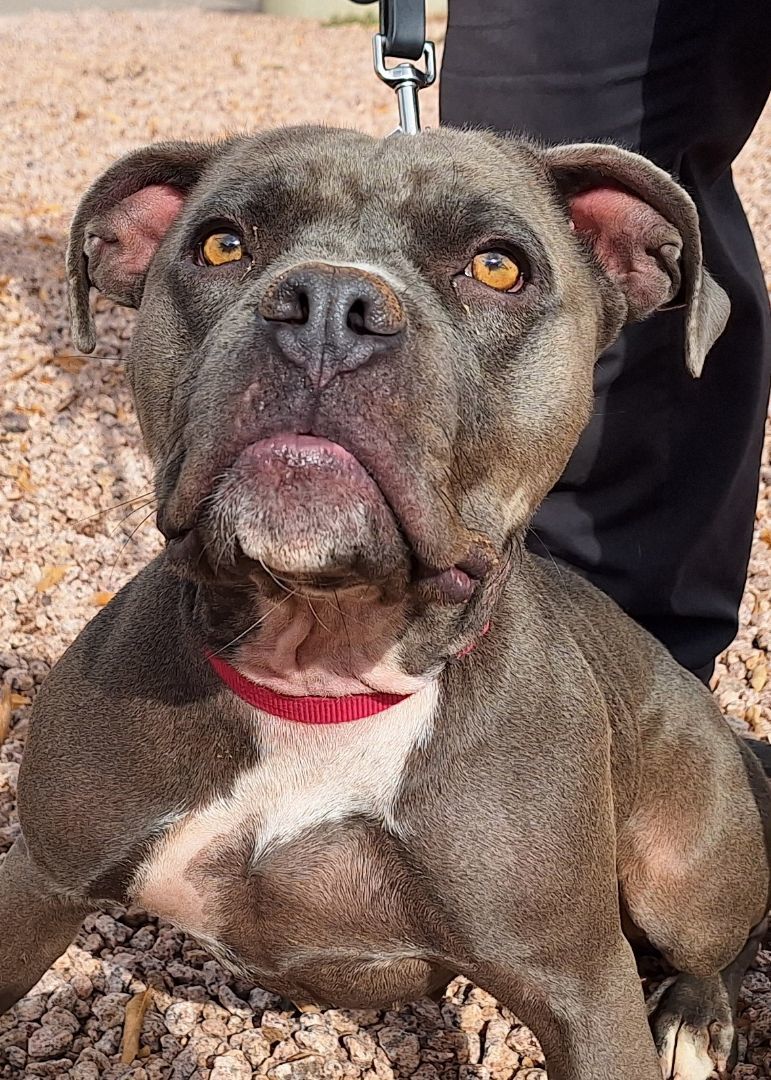 Enlarge Truffles, a Adoptable mixed breed in Payson, AZ image 3/6