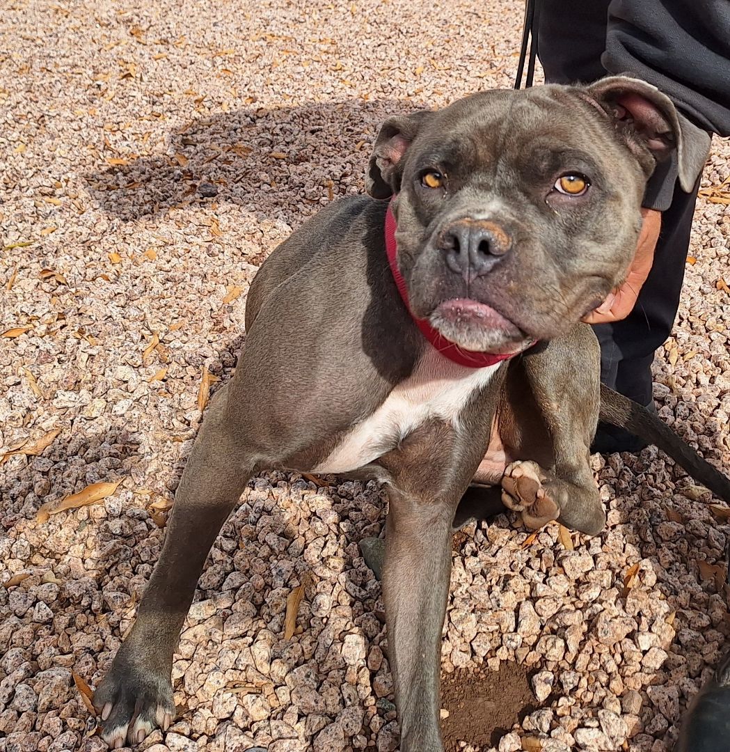 Enlarge Truffles, a Adoptable mixed breed in Payson, AZ image 4/6