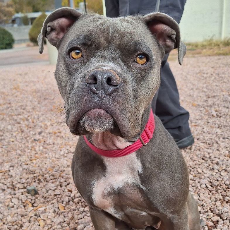 Enlarge Truffles, a Adoptable mixed breed in Payson, AZ image 5/6