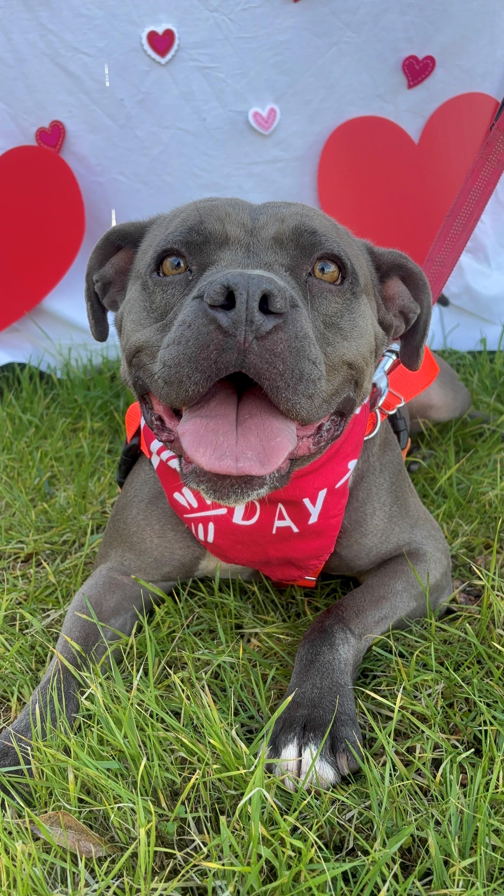 Enlarge Truffles, a Adoptable mixed breed in Payson, AZ image 2/6