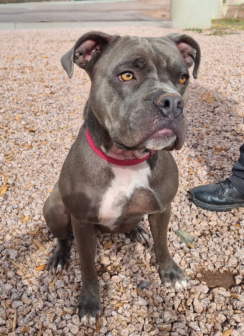 Enlarge Truffles, a Adoptable mixed breed in Payson, AZ image 6/6