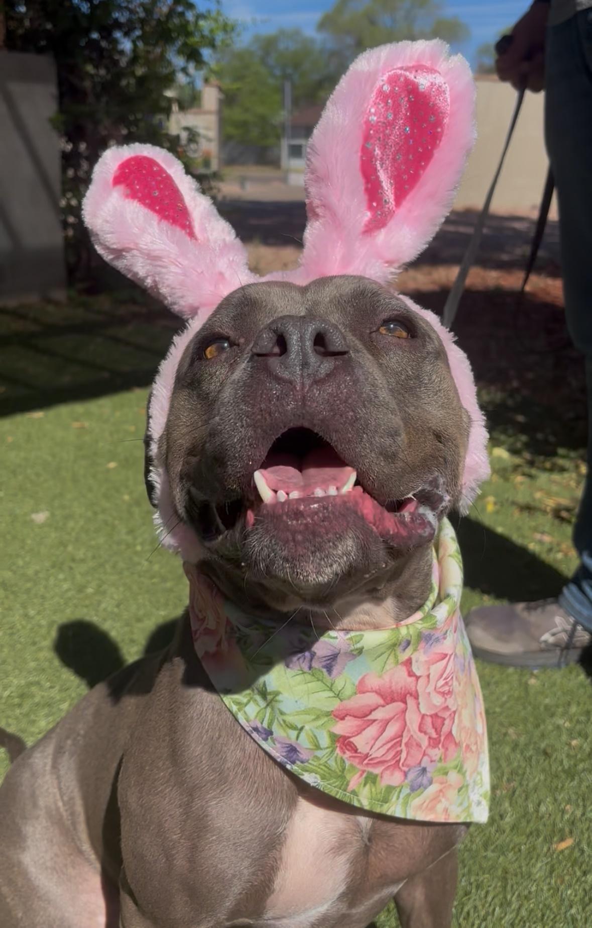 Truffles, Adoptable, Adult Female Bulldog.