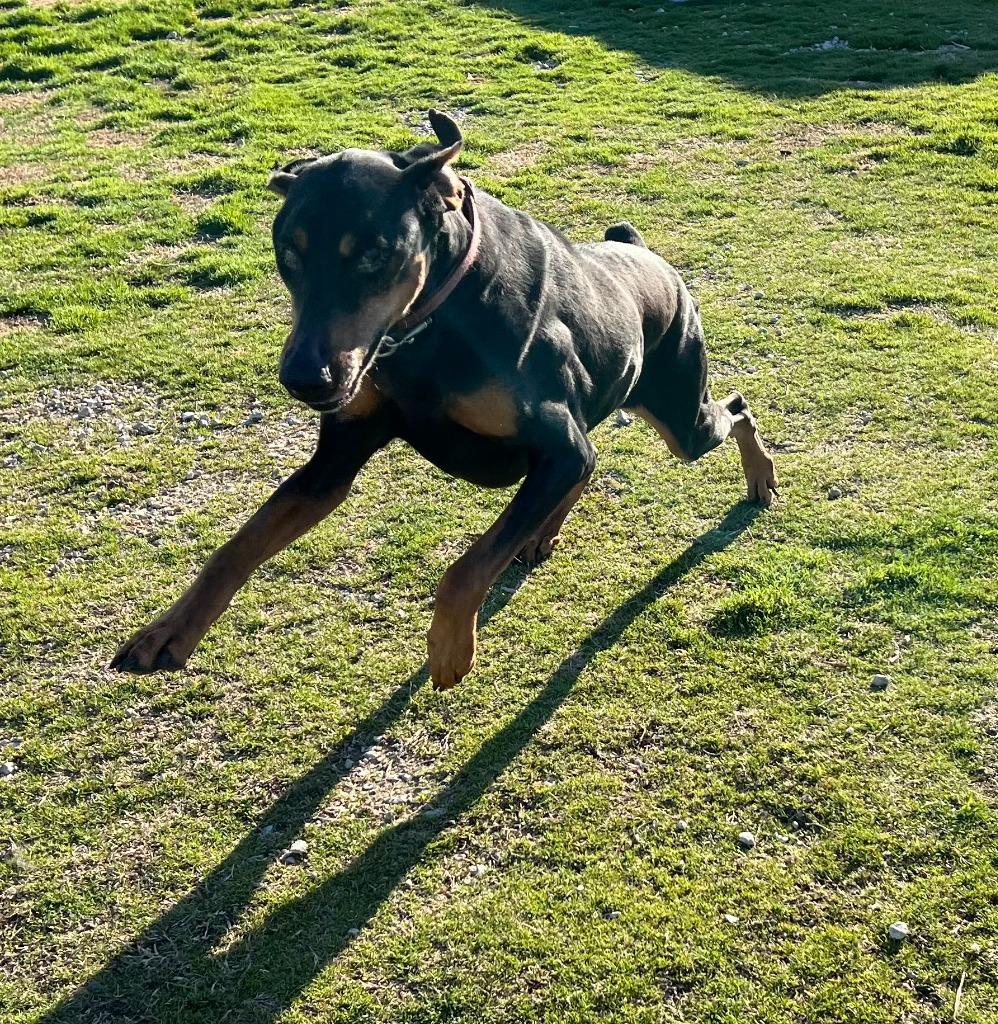 Duchess, Adoptable, Adult Female Doberman Pinscher.