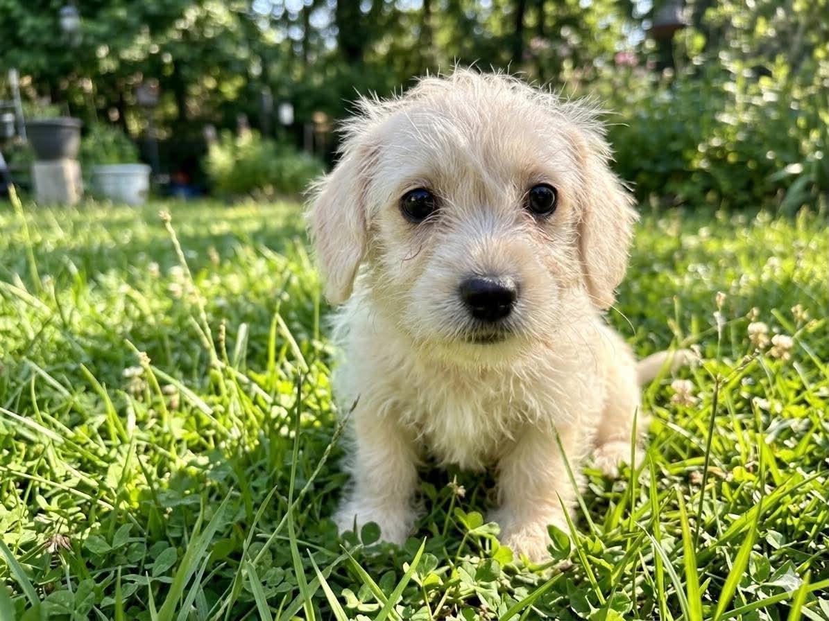 Darla, adopted, Puppy Female Havanese.