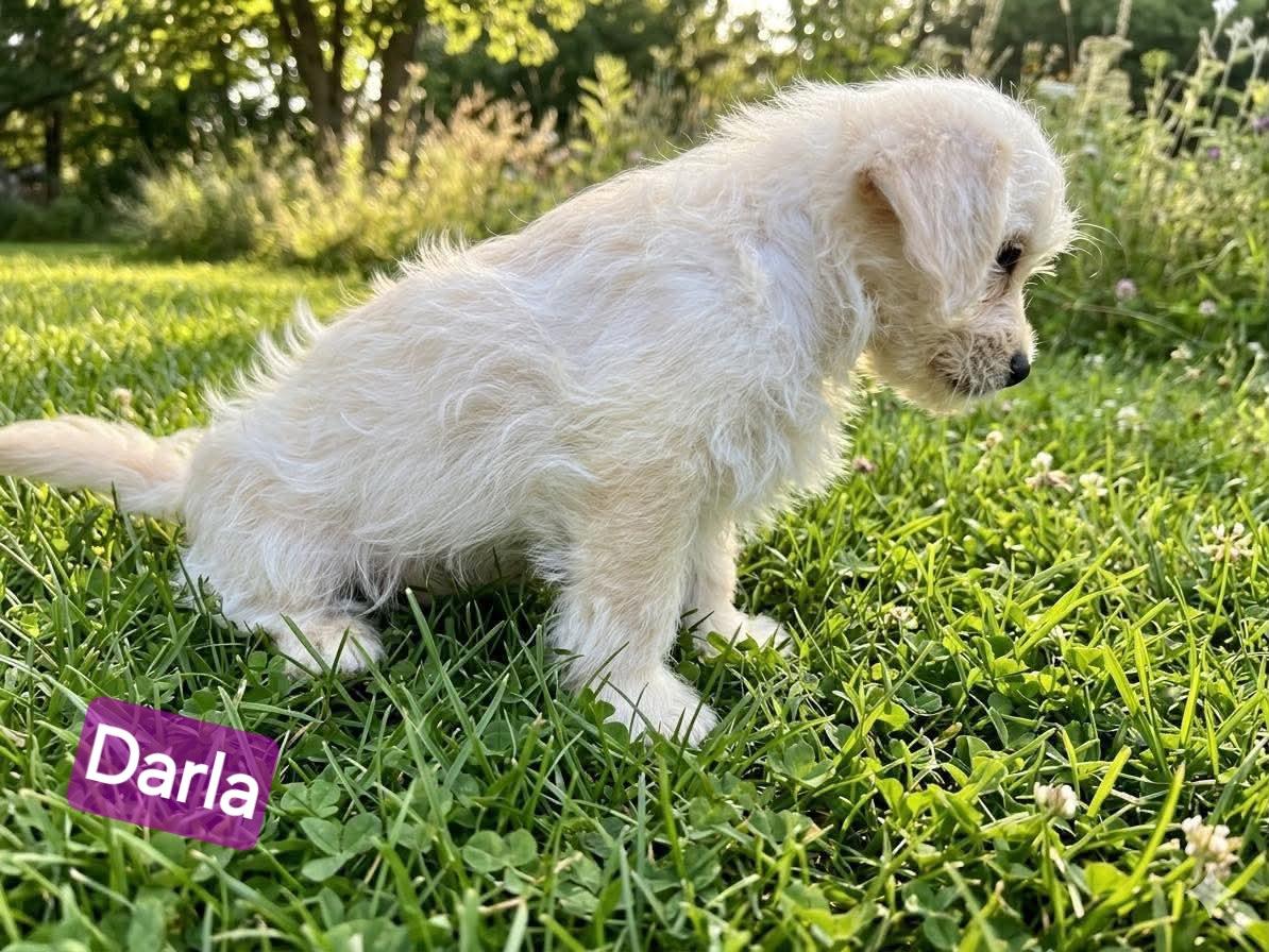 Darla, an adopted Havanese in Wheelersburg, OH image 4/4