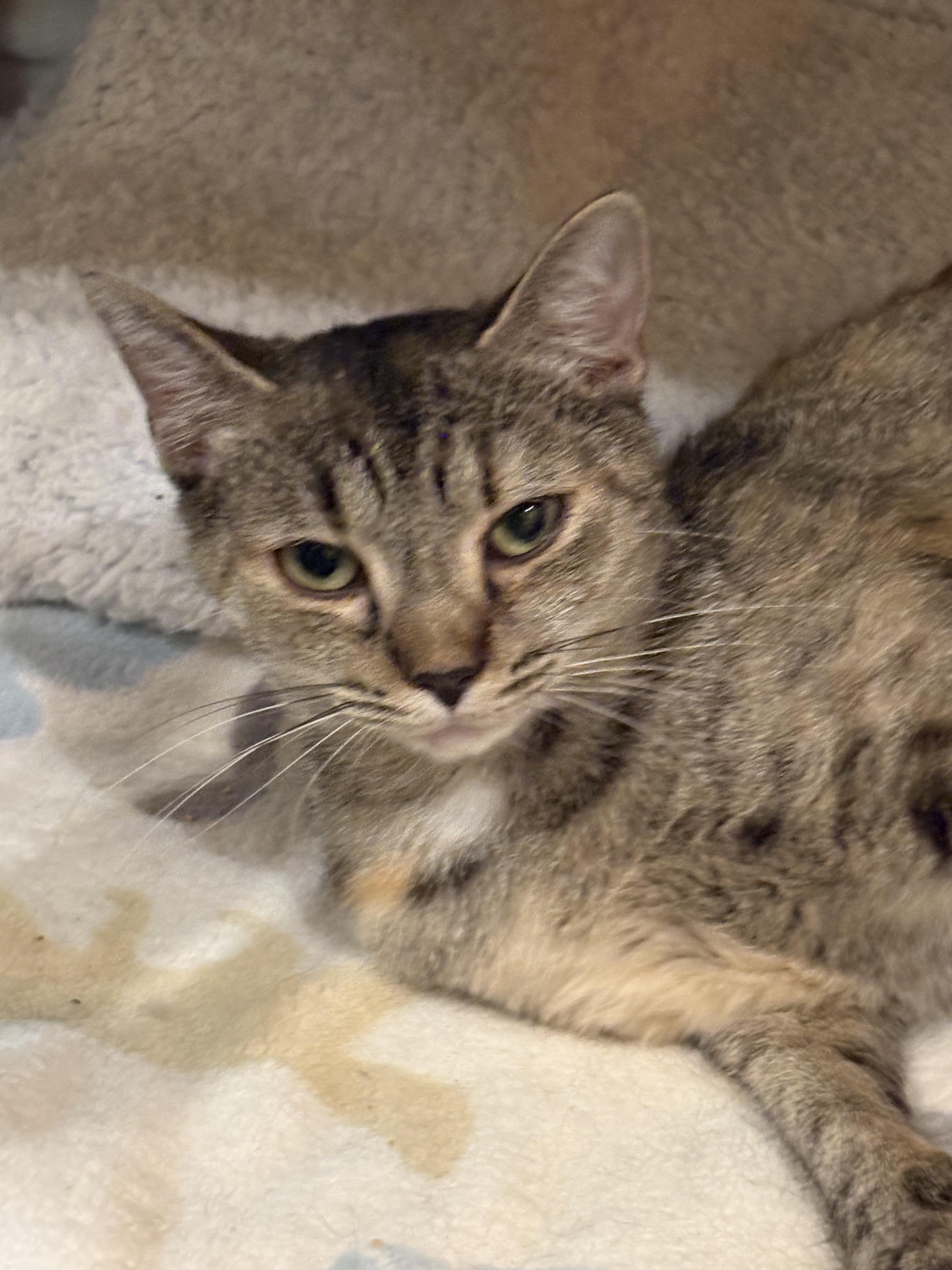 Enlarge Puddin, a Adoptable Domestic Short Hair in Sneads Ferry, NC image 4/4