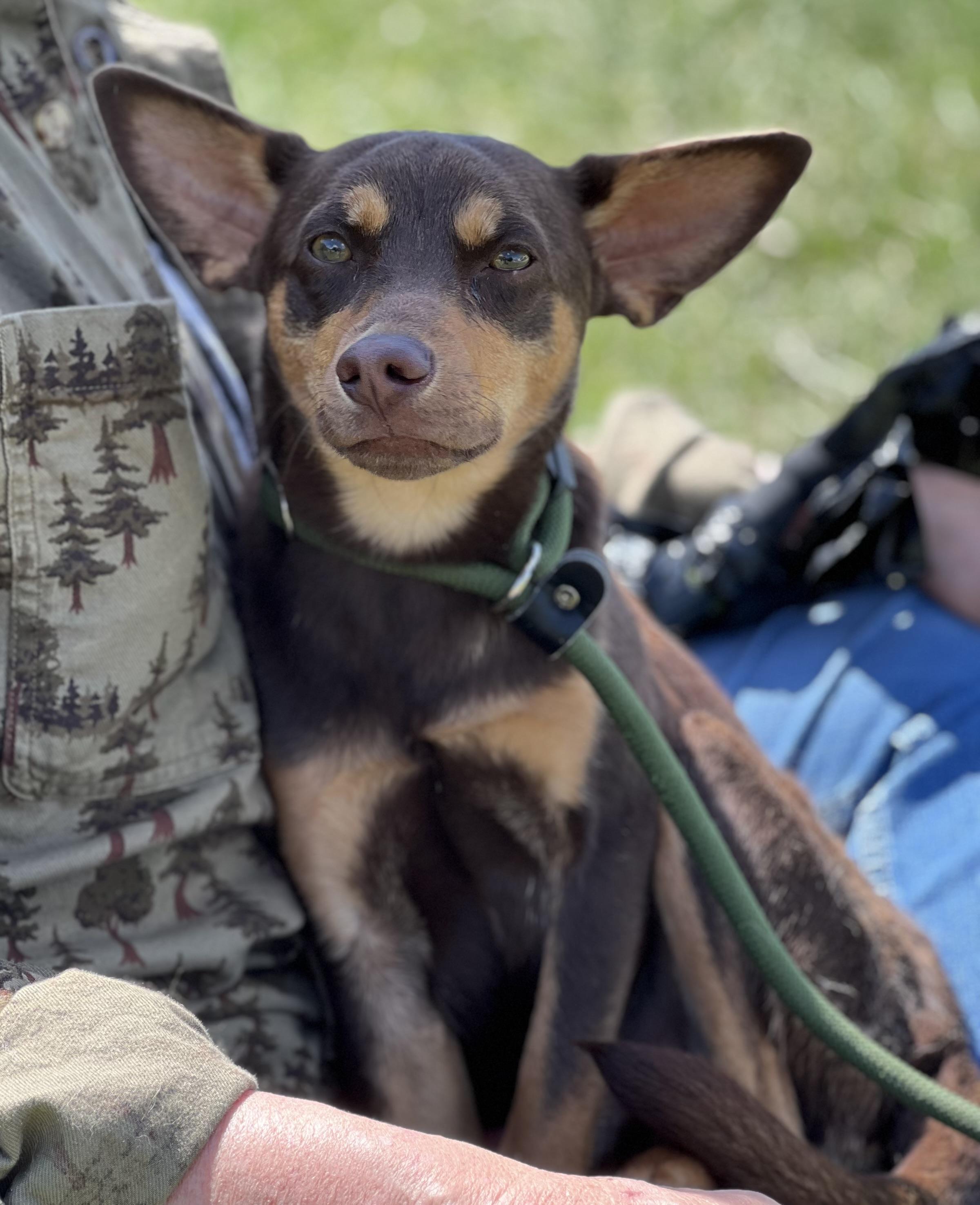 Enlarge Papi , an adopted mixed breed in sparta, NC image 4/4