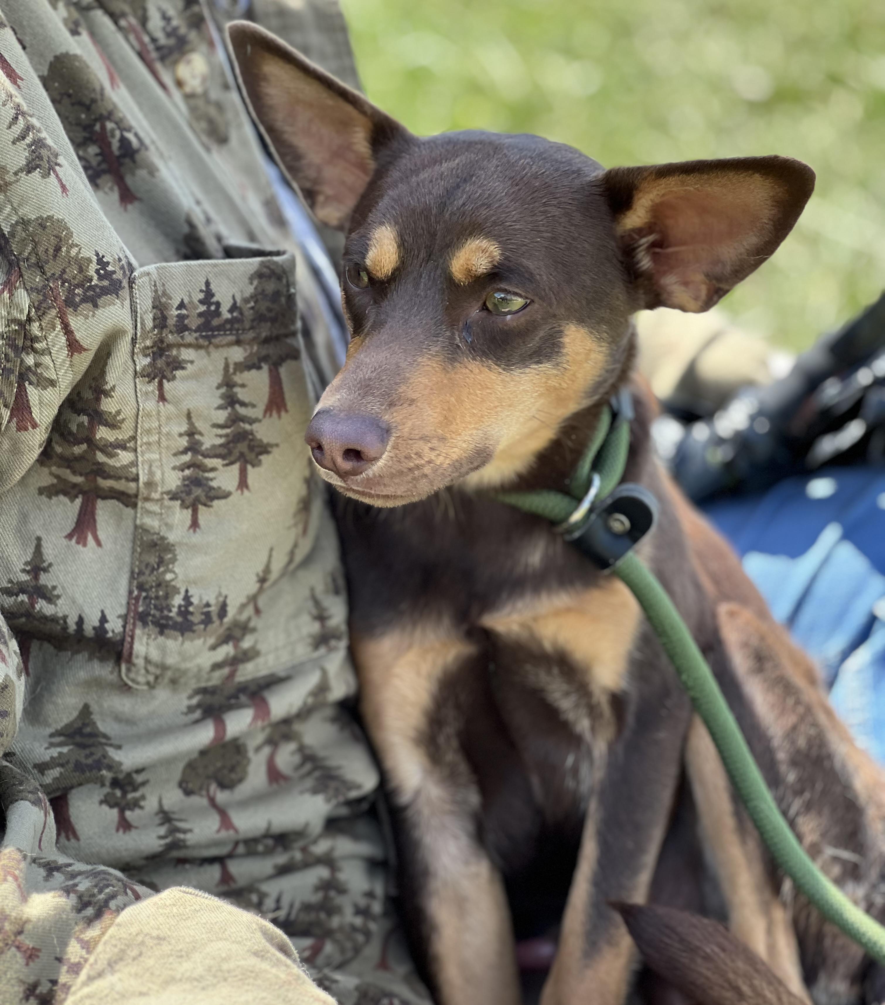 Enlarge Papi , an adopted mixed breed in sparta, NC image 2/4
