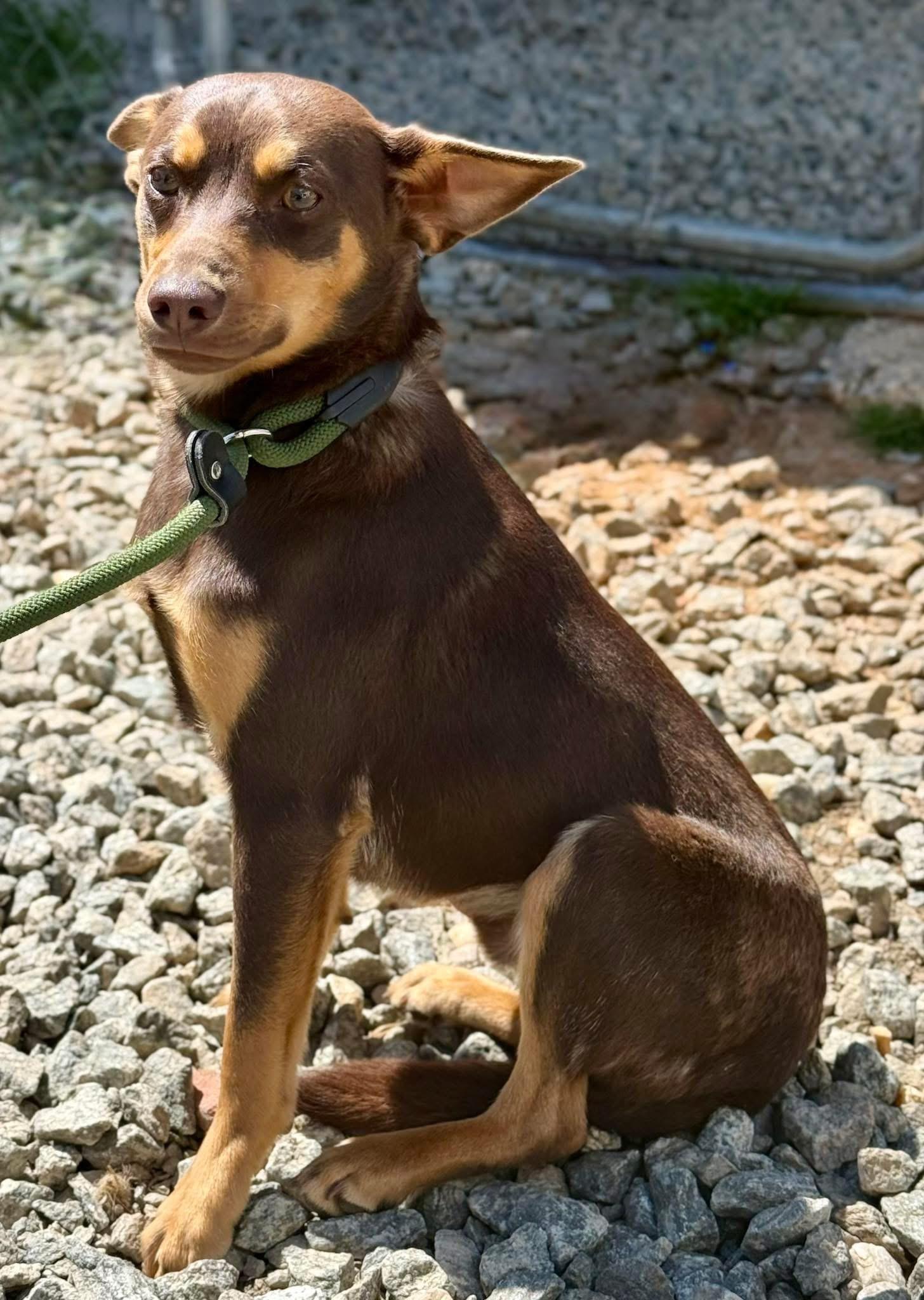 Papi , adopted, Young Male Chihuahua & Miniature Pinscher.