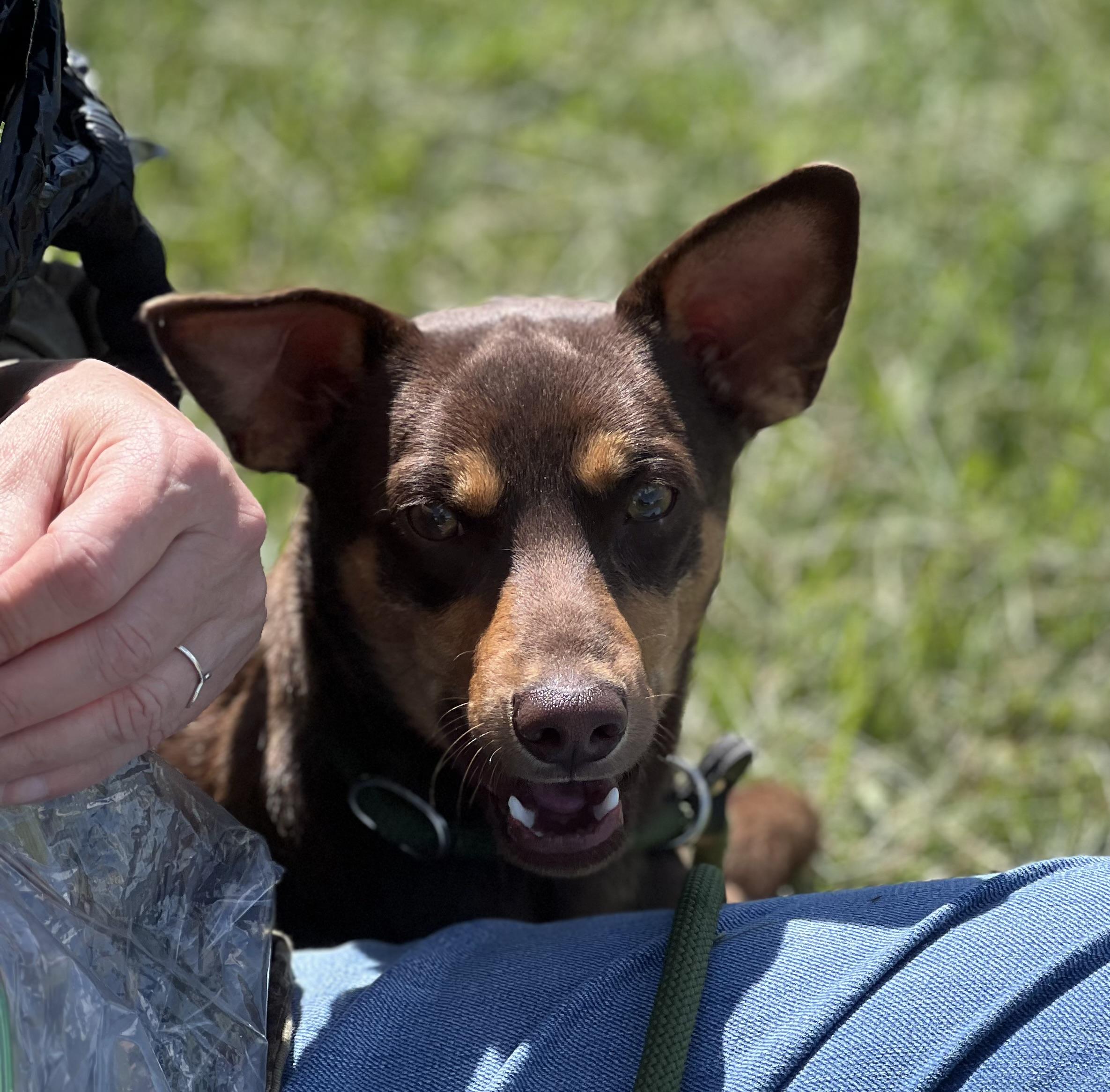 Enlarge Papi , an adopted mixed breed in sparta, NC image 3/4