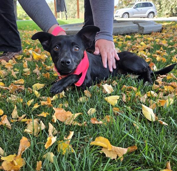 Cookie, Adoptable, Young Female Chihuahua.