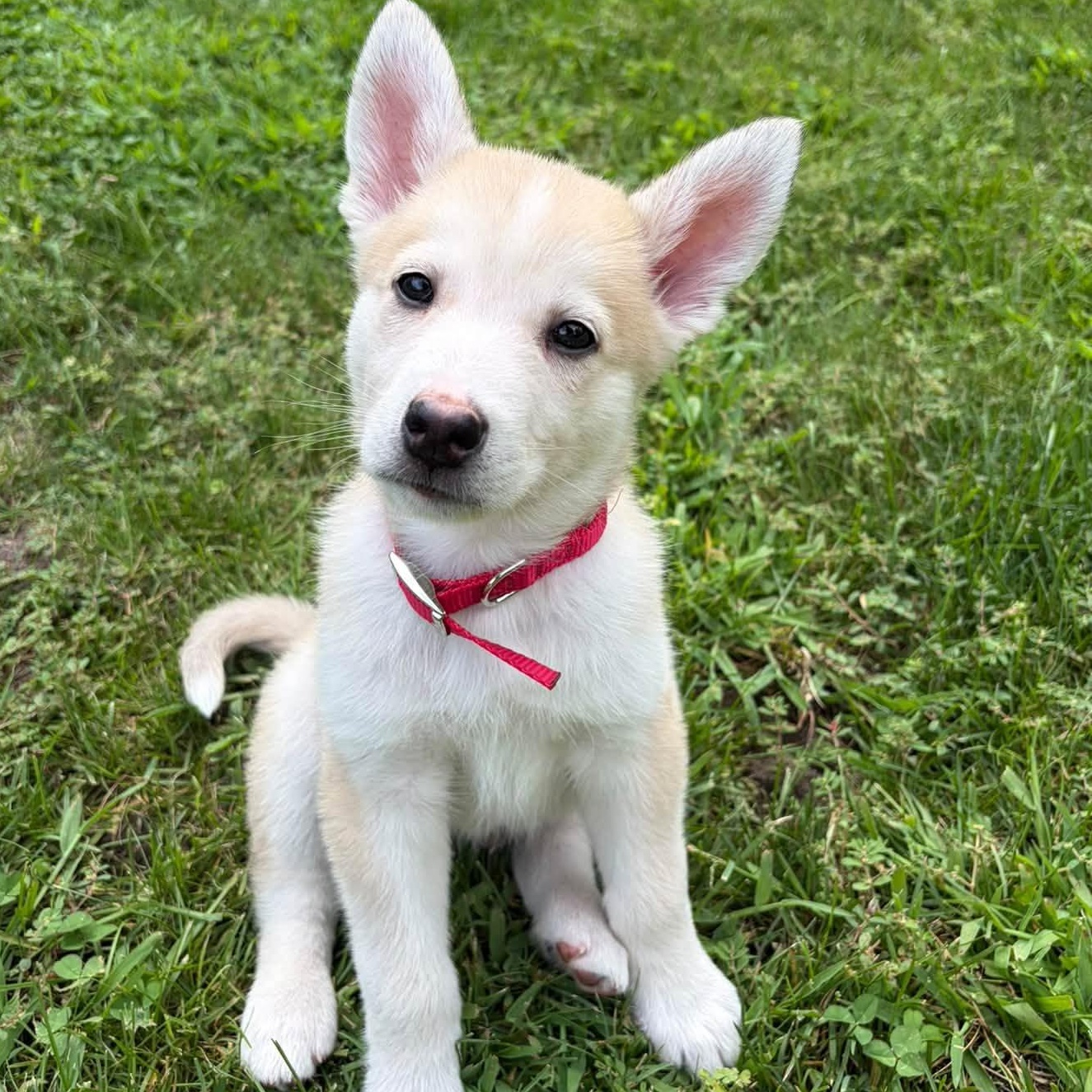 Blossom, ADOPTABLE, Puppy Male Mixed Breed.
