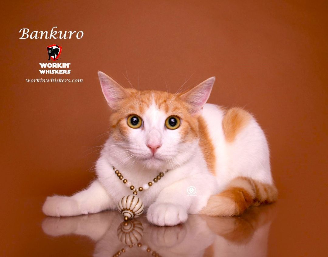 BANKURO, a Adoptable mixed breed in HEMET, CA image 1/6