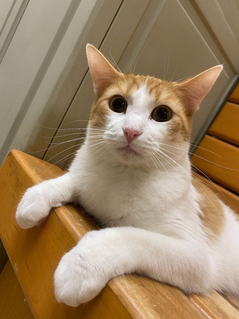 BANKURO, a Adoptable mixed breed in HEMET, CA image 2/6