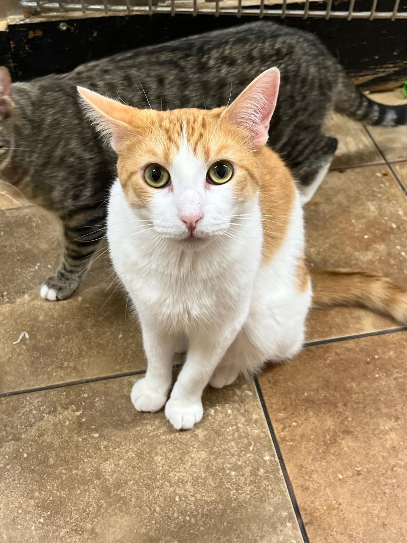 BANKURO, a Adoptable mixed breed in HEMET, CA image 3/6