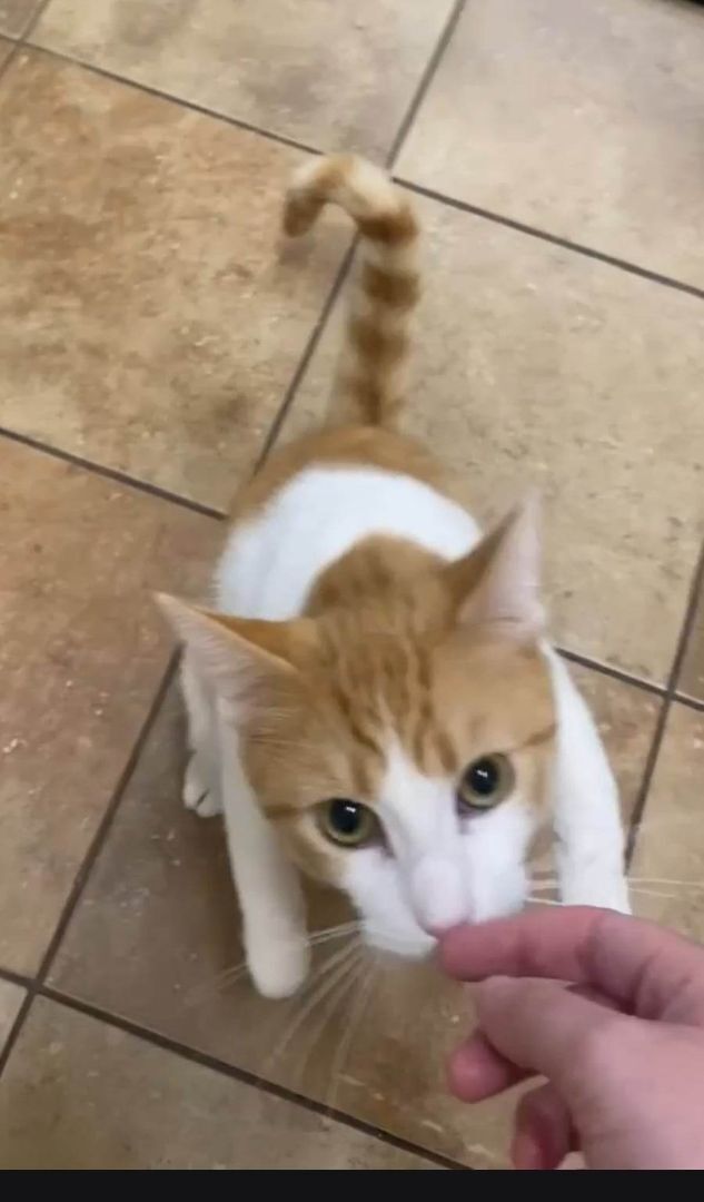 BANKURO, a Adoptable mixed breed in HEMET, CA image 4/6