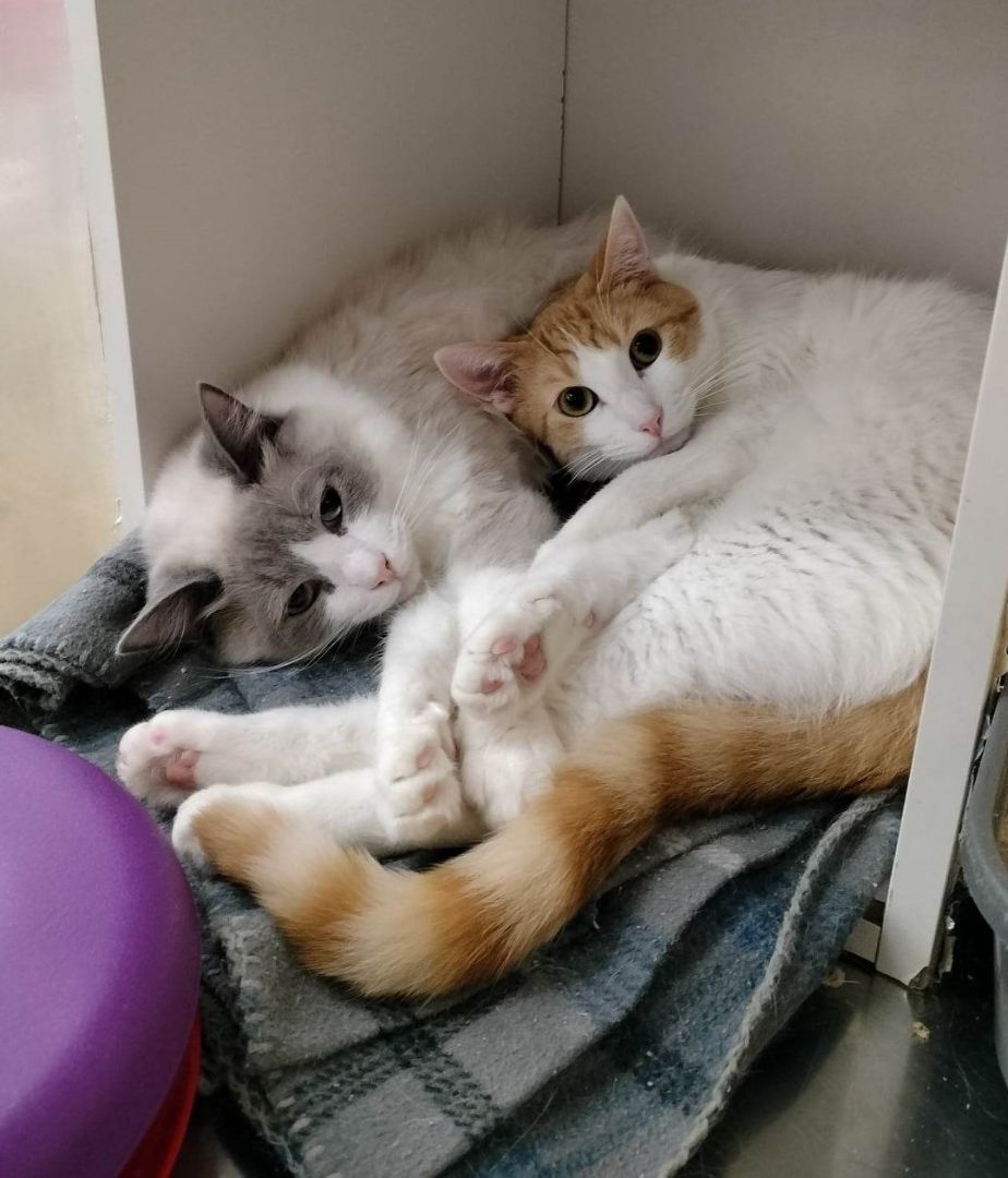 BANKURO, a Adoptable mixed breed in HEMET, CA image 5/6