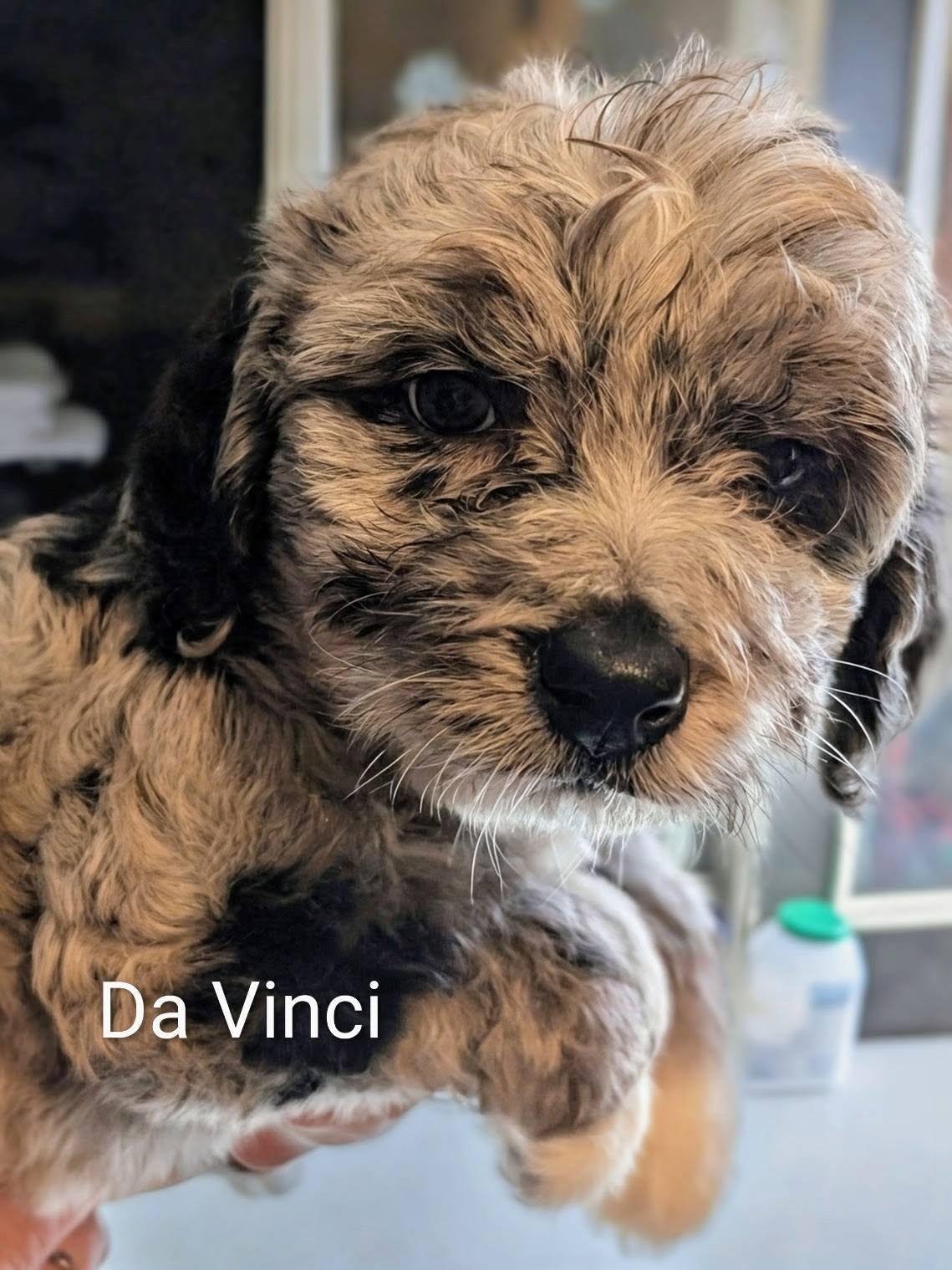 Enlarge Da Vinci - Works of Art Litter, an adopted Catahoula Leopard Dog in Amelia, OH image 5/6