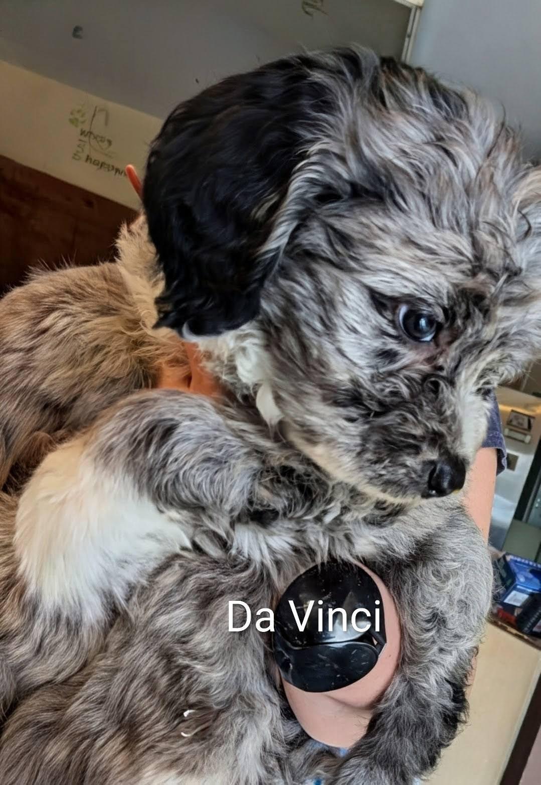 Enlarge Da Vinci - Works of Art Litter, an adopted Catahoula Leopard Dog in Amelia, OH image 2/6