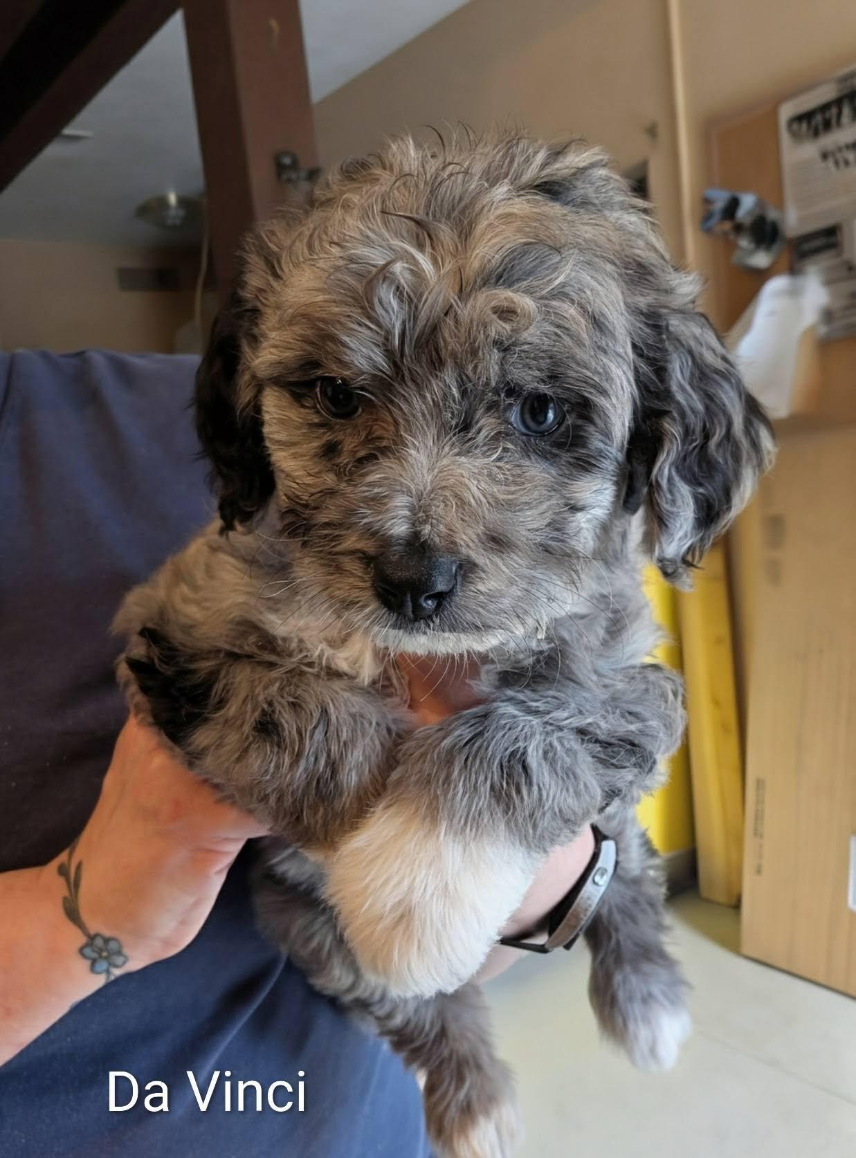 Da Vinci - Works of Art Litter, adopted, Puppy Male Catahoula Leopard Dog.