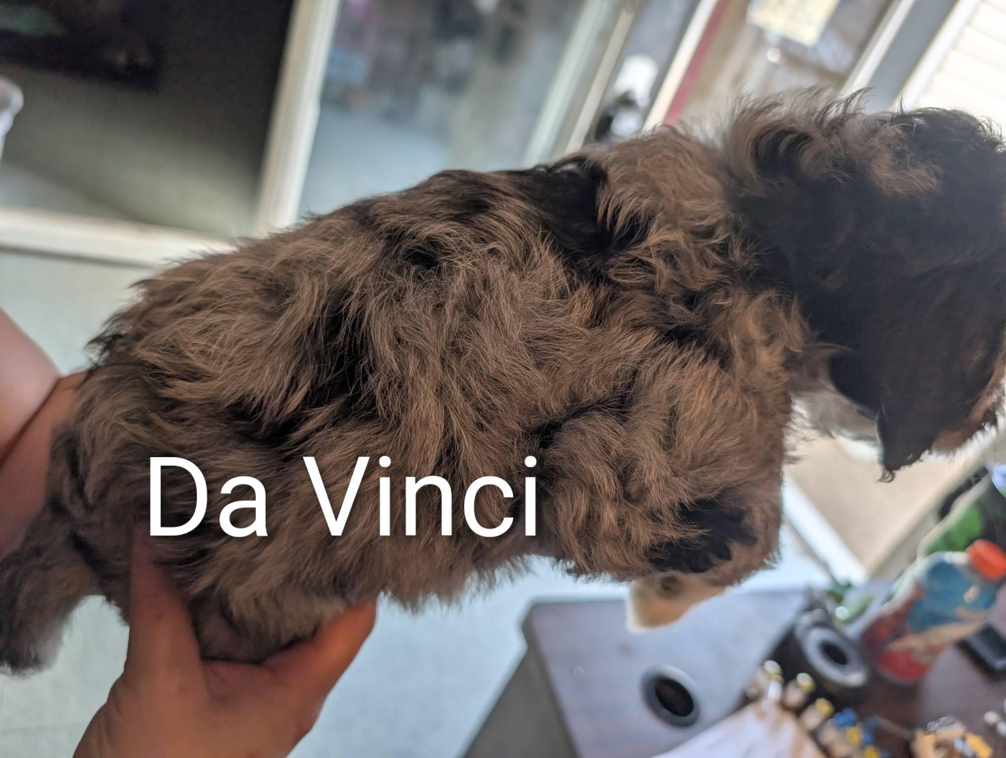 Enlarge Da Vinci - Works of Art Litter, an adopted Catahoula Leopard Dog in Amelia, OH image 4/6