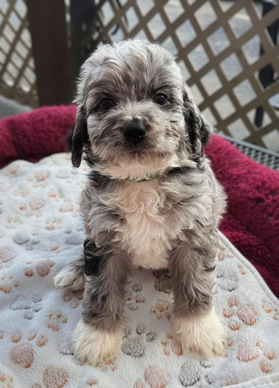 Enlarge Da Vinci - Works of Art Litter, an adopted Catahoula Leopard Dog in Amelia, OH image 3/6