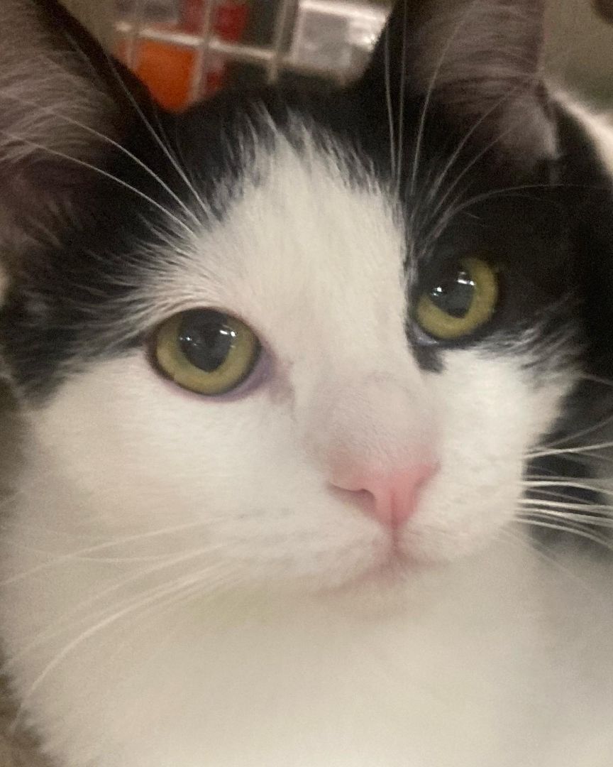 Pavarotti, a Adoptable mixed breed in Long Beach, CA image 1/2