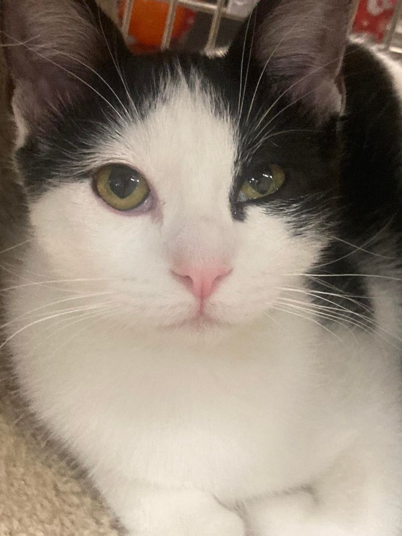 Pavarotti, a Adoptable mixed breed in Long Beach, CA image 2/2