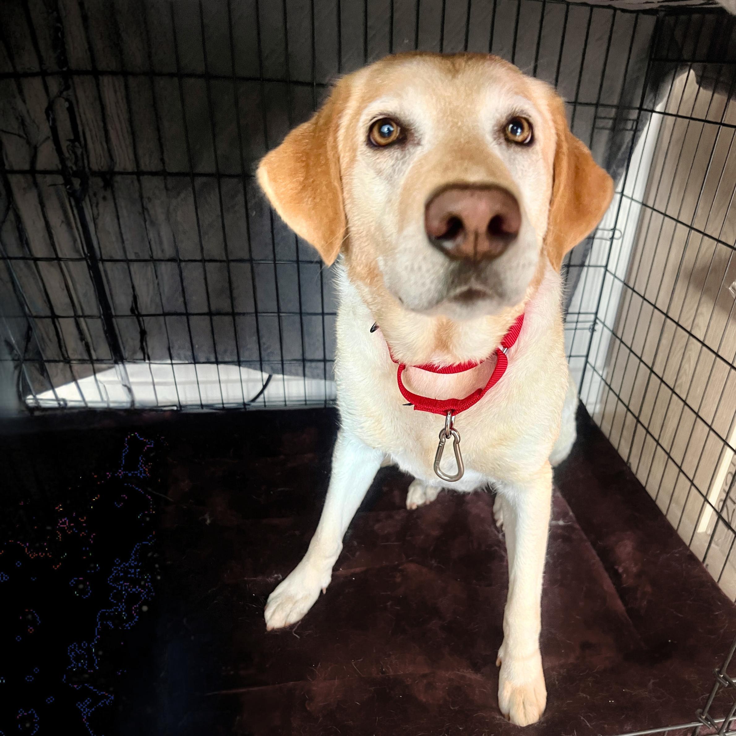 Enlarge Third Time's The Charm, a ADOPTABLE mixed breed in New York, NY image 4/5