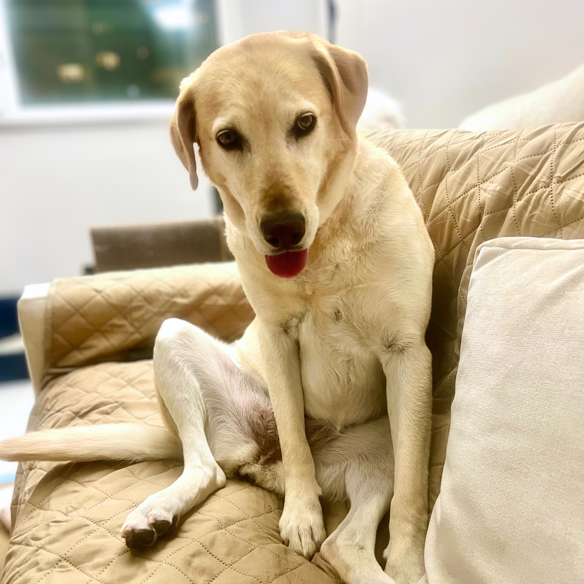 Enlarge Third Time's The Charm, a ADOPTABLE mixed breed in New York, NY image 5/5