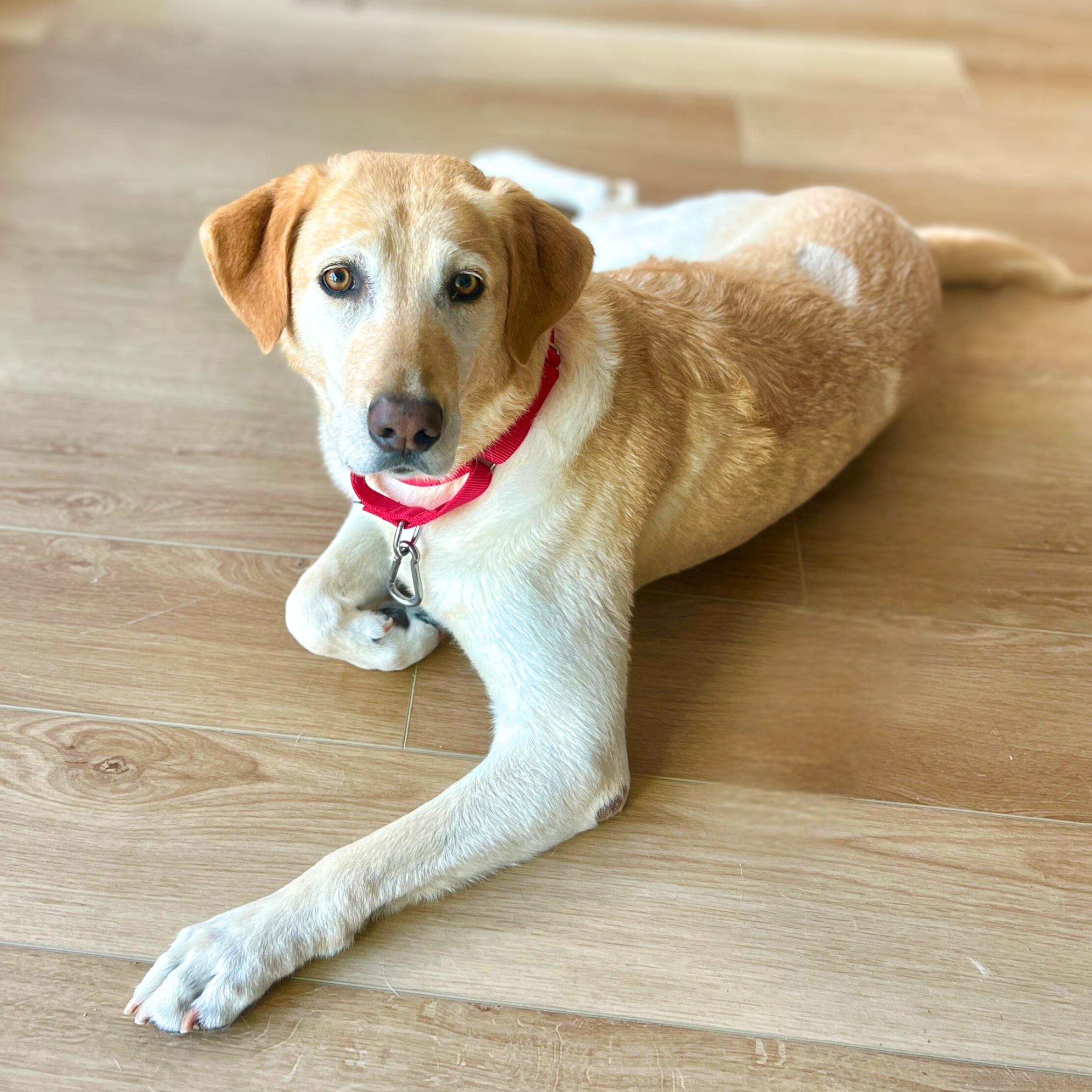 Third Time's The Charm, ADOPTABLE, Adult Female Labrador Retriever.