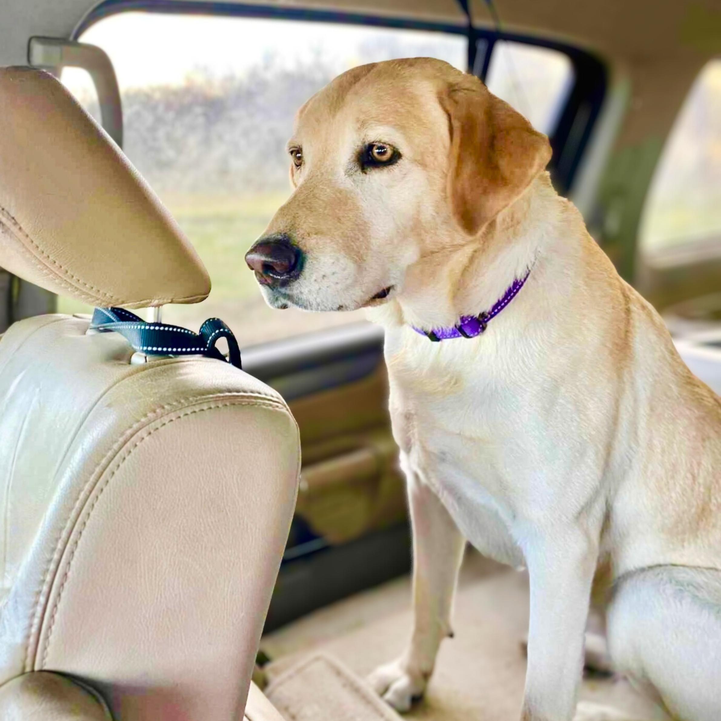 Enlarge Third Time's The Charm, a ADOPTABLE mixed breed in New York, NY image 3/5