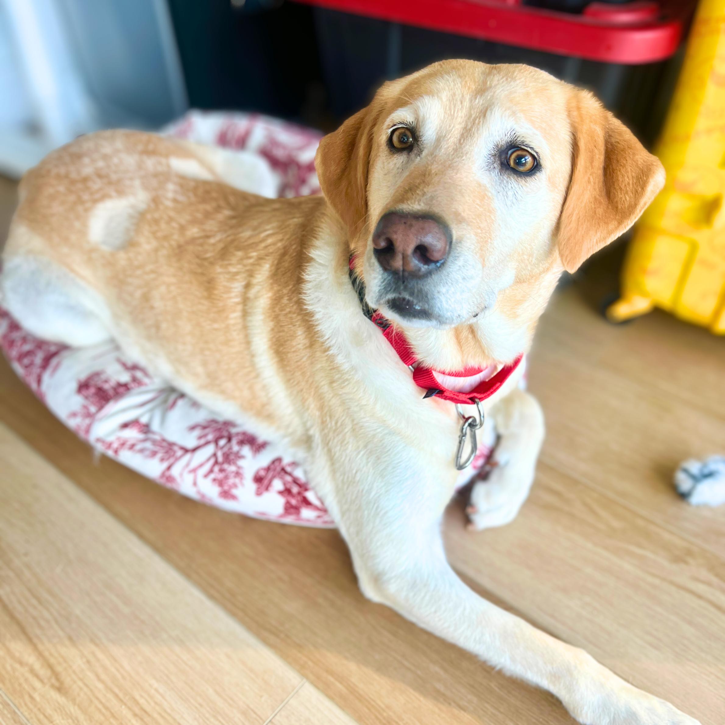 Enlarge Third Time's The Charm, a ADOPTABLE mixed breed in New York, NY image 2/5