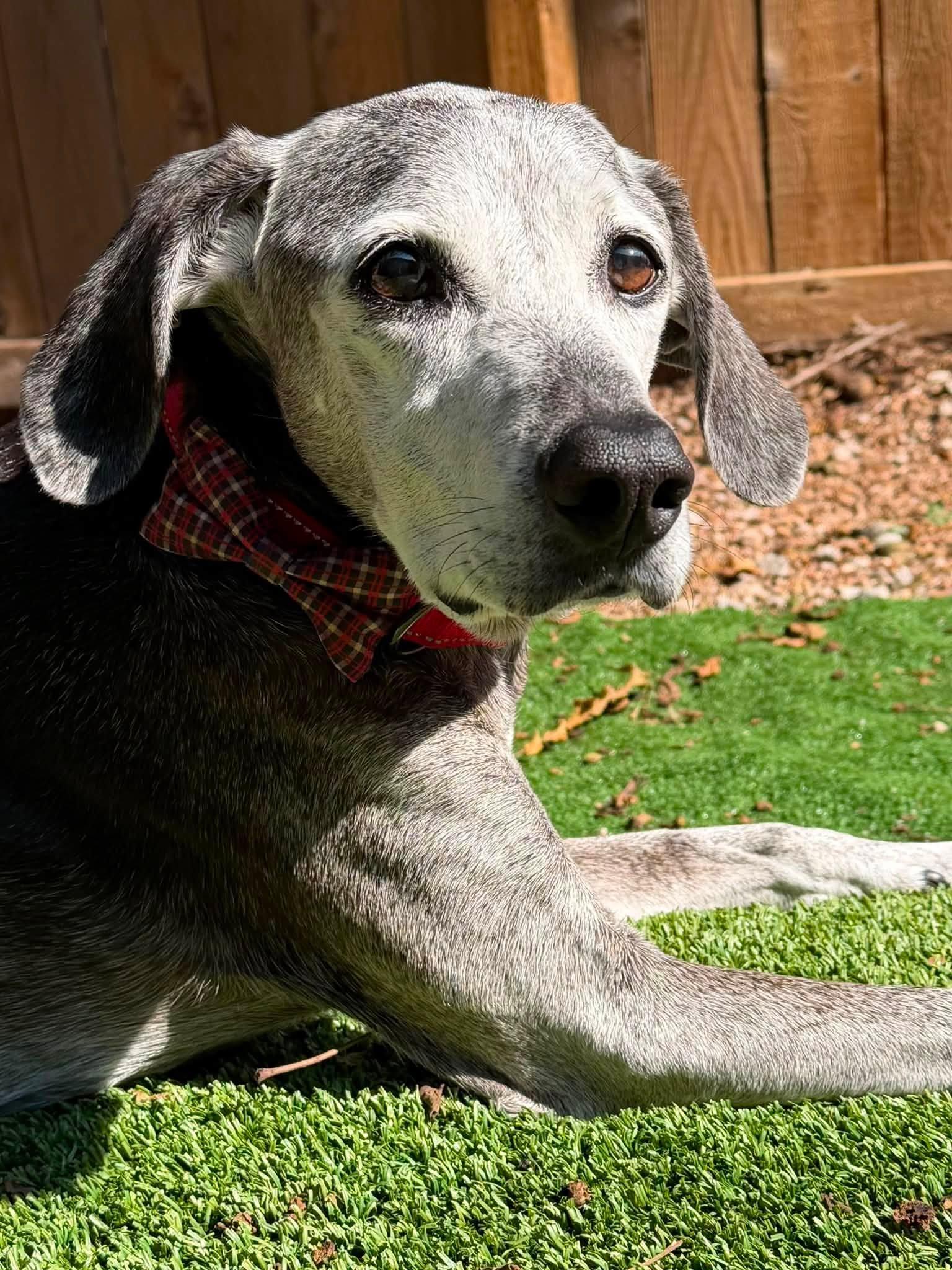Enlarge Toby, a Adoptable mixed breed in Shawnee, KS image 4/6